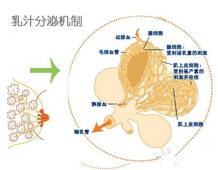 乳汁分泌機制 乳汁分泌機制