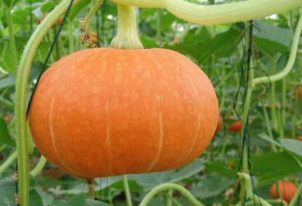 寶寶臉色不好怎麼辦?寶寶臉色不好調理方法